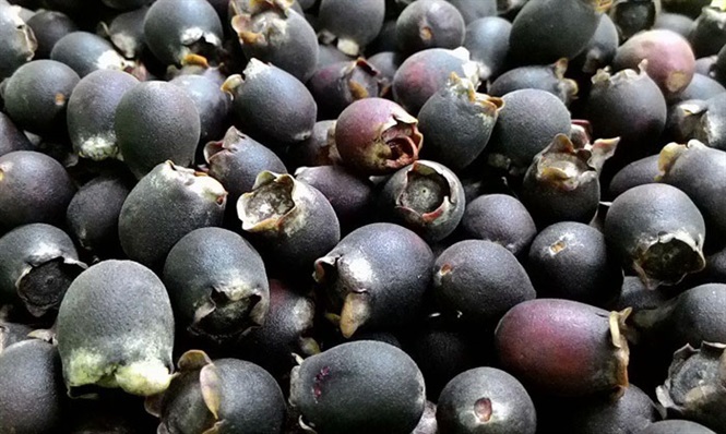 Rượu sim giúp bảo vệ hệ tim mạch 