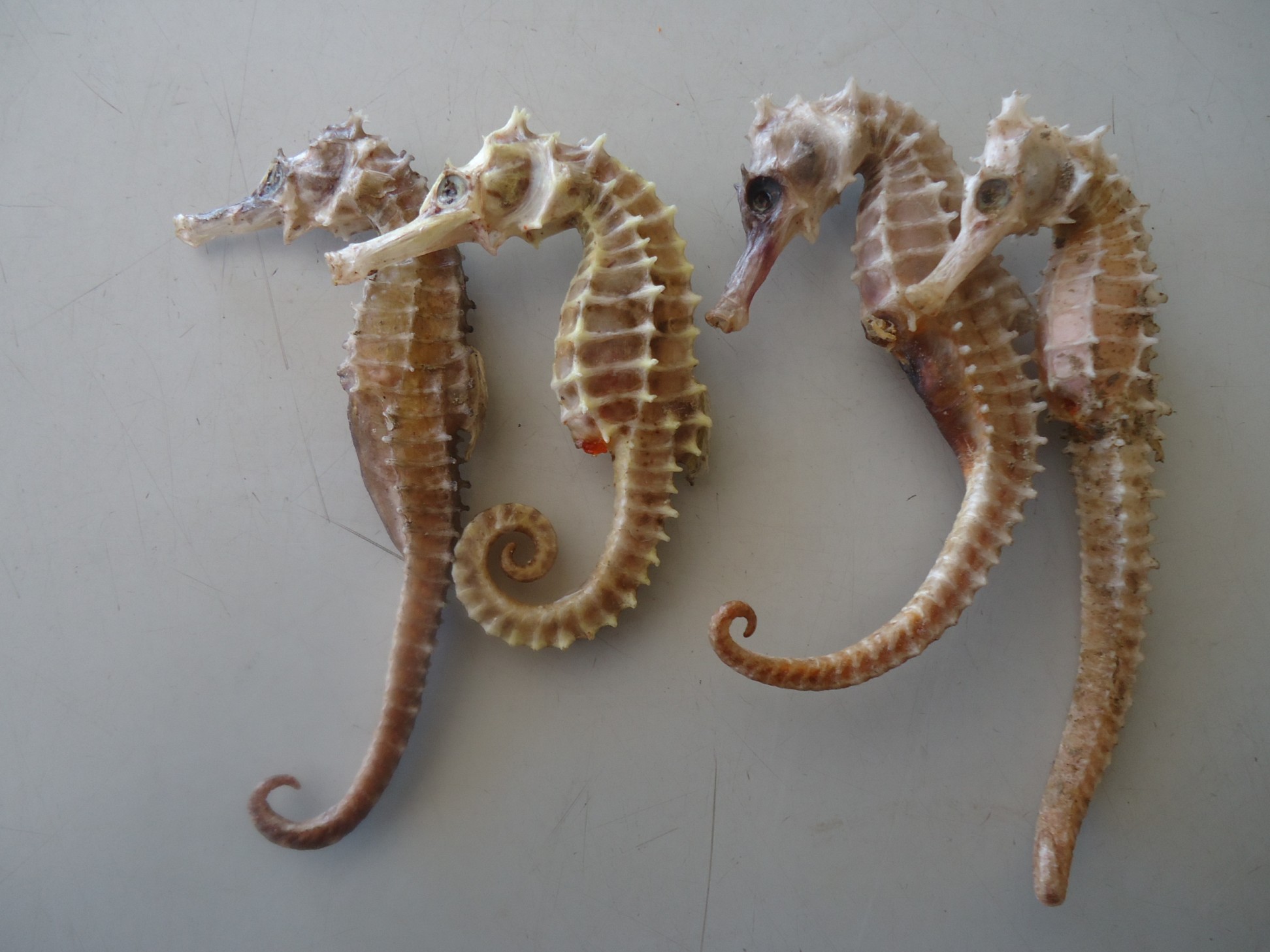 Tác dụng của rượu Cá ngựa