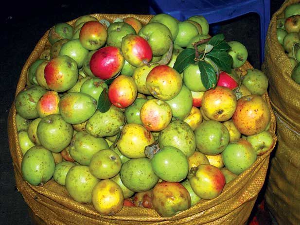 Rượu táo mèo ngâm