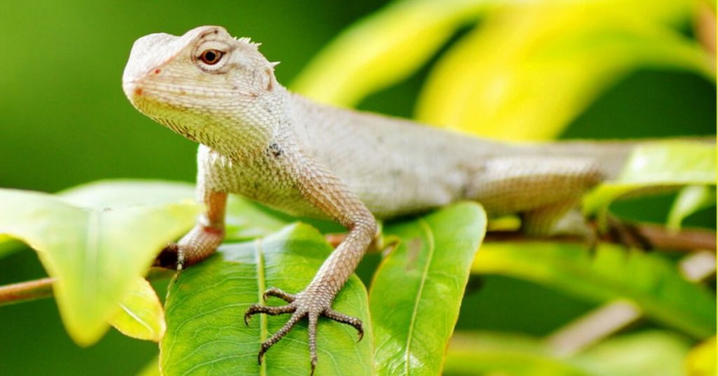 Những công dụng của kỳ nhông