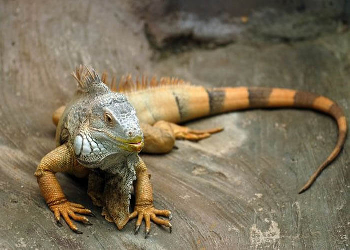 Cửa hàng bán kỳ nhông giá tốt