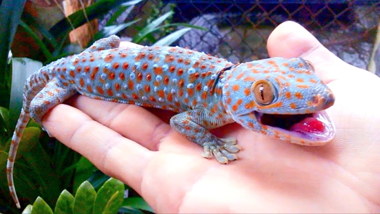 Tắc kè ngâm rượu 250k/kg