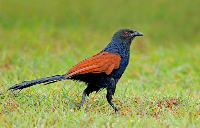 Bìm Bịp là con gì?