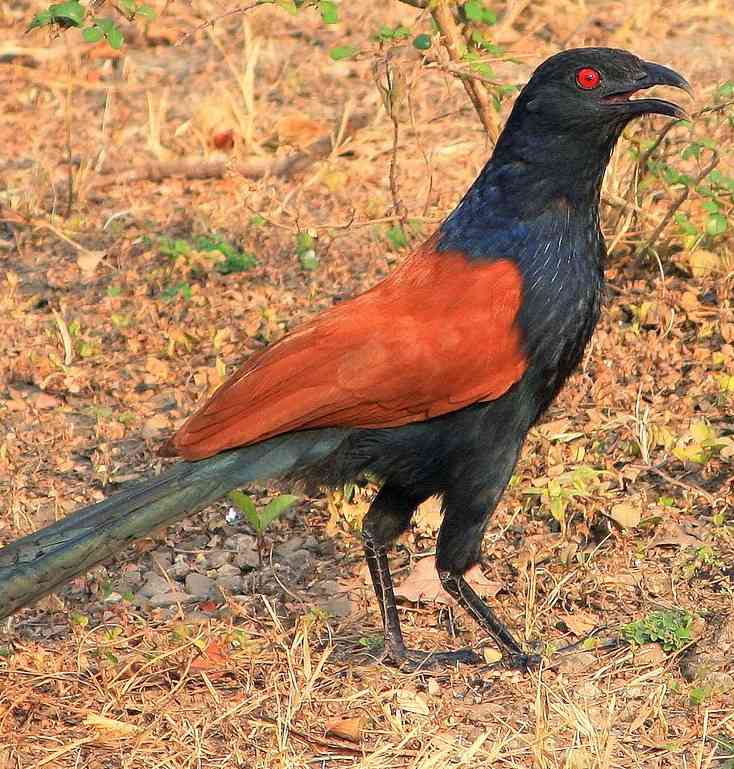 Rượu bìm bịp chữa bệnh gì?