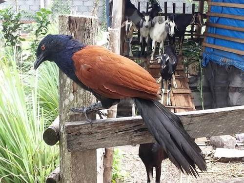 Bìm bịp 450k/1 đôi