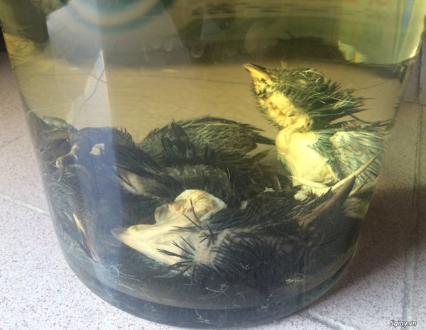 Ngâm bìm bịp với rượu