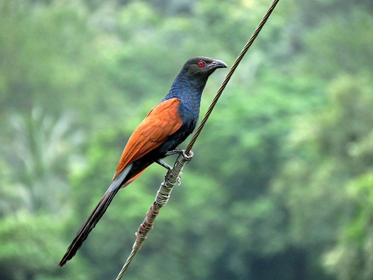 Cửa hàng bán bìm bịp giá tốt 