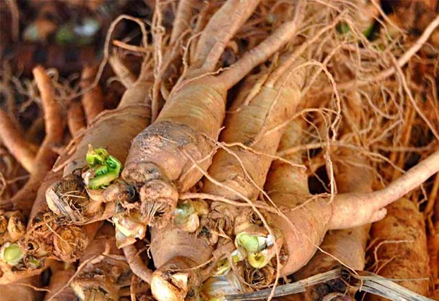 Sâm Đương Quy (2 củ 1kg) - 180k/kg