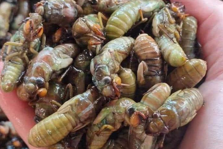 Hướng dẫn cách sơ chế ve sầu non