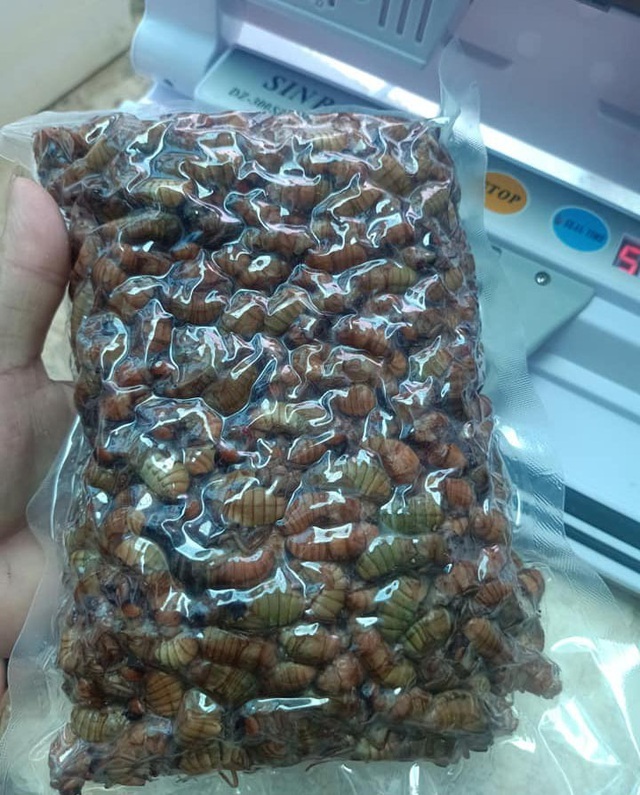 Cửa hàng bán ve sầu non tại Hà Nội