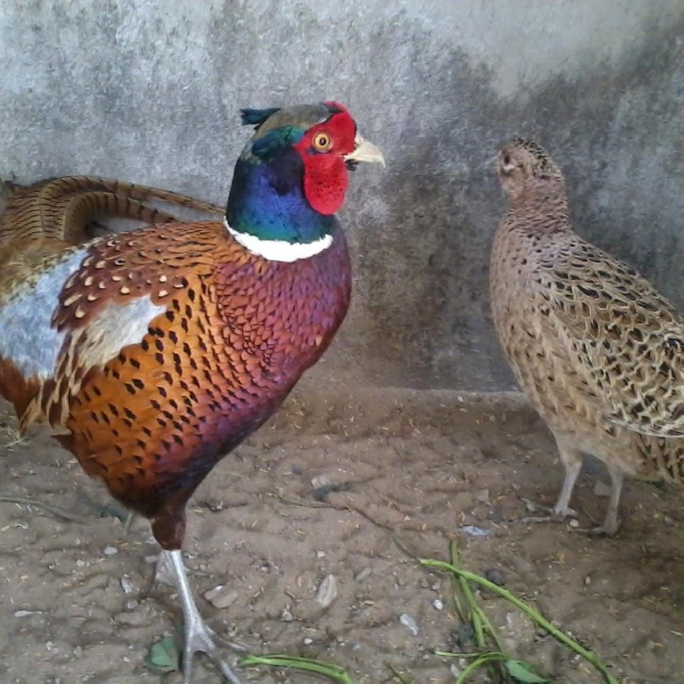 Cửa hàng bán chim trĩ giá tốt