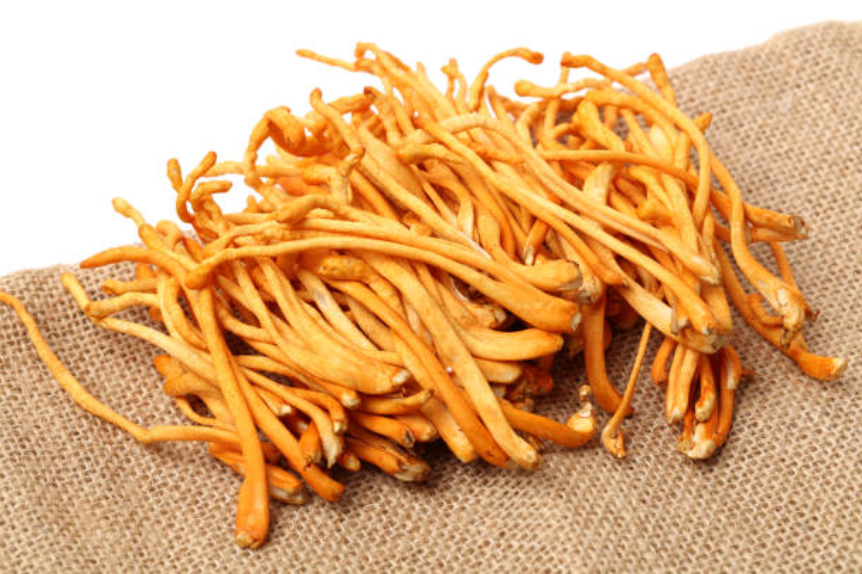 Đông Trùng Hạ Thảo có tác dụng gì đối với sức khỏe?