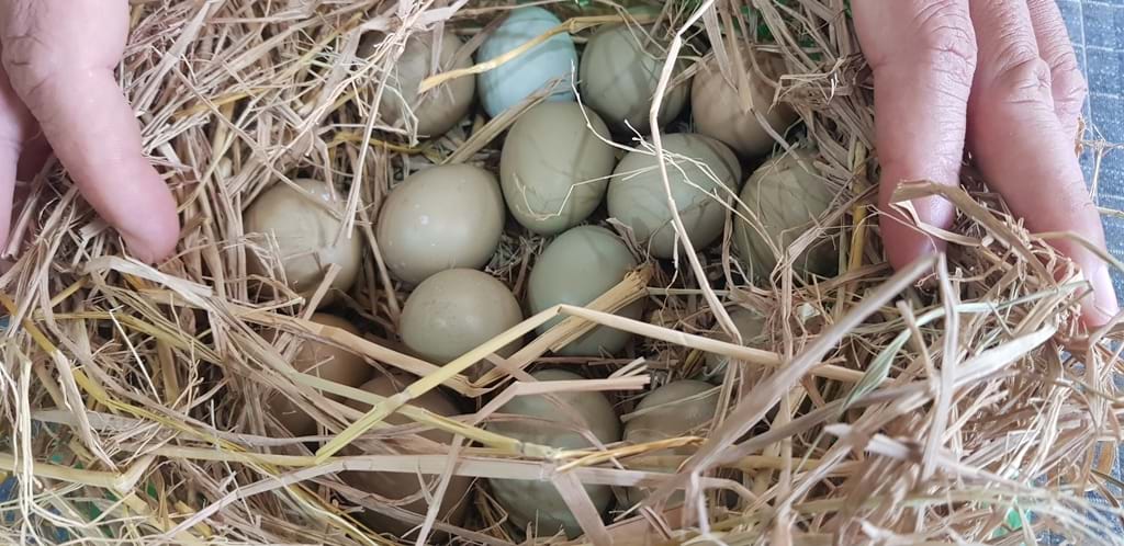 Trứng chim trĩ - 110k/chục