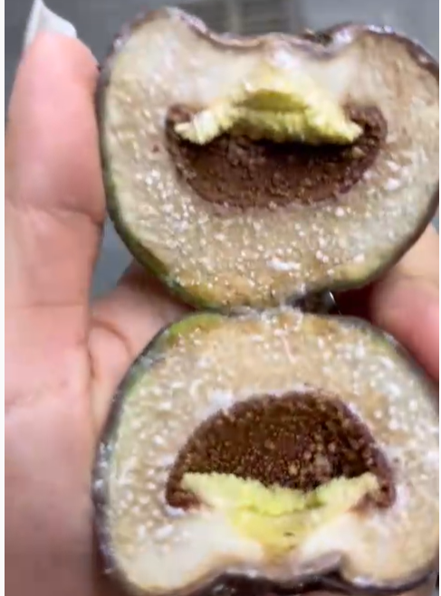 Tác dụng của quả trâu cổ ngâm rượu