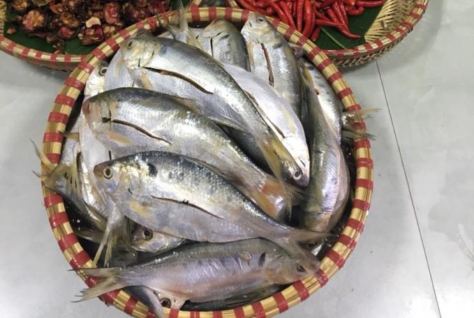 Giới thiệu về cá mòi tươi 