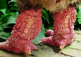 chân gà Đông Tảo