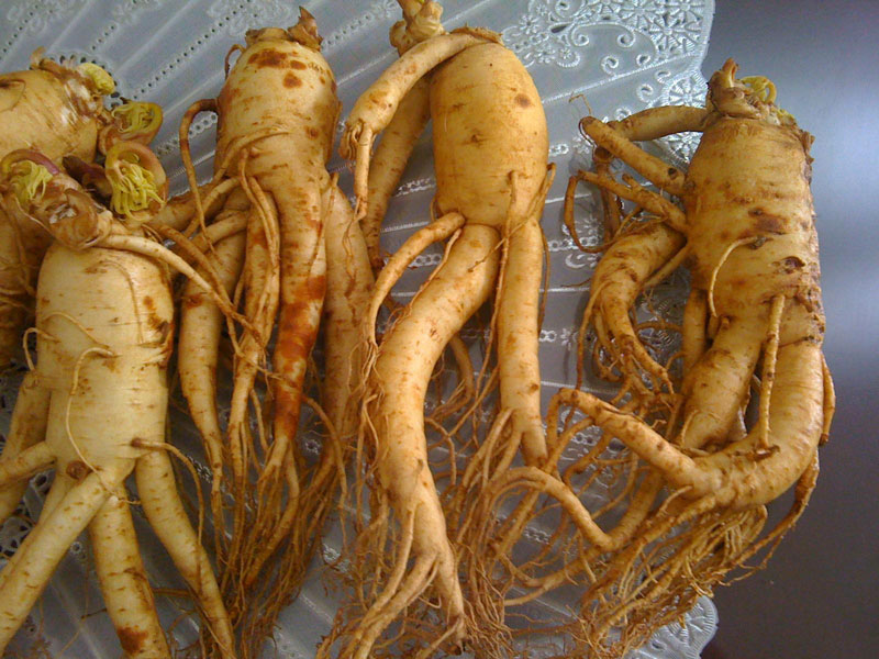 củ nhân sâm tươi