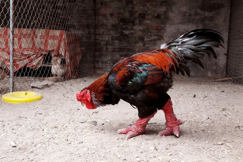 Giới thiệu về gà Đông Tảo