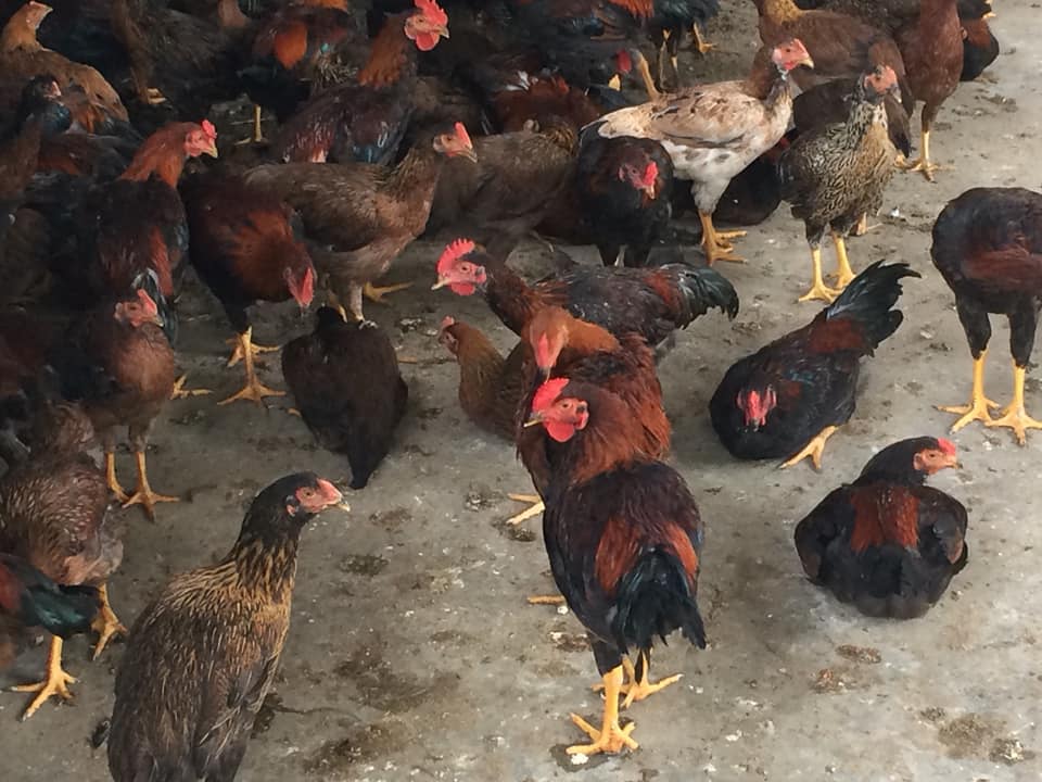 Giới thiệu về gà ta