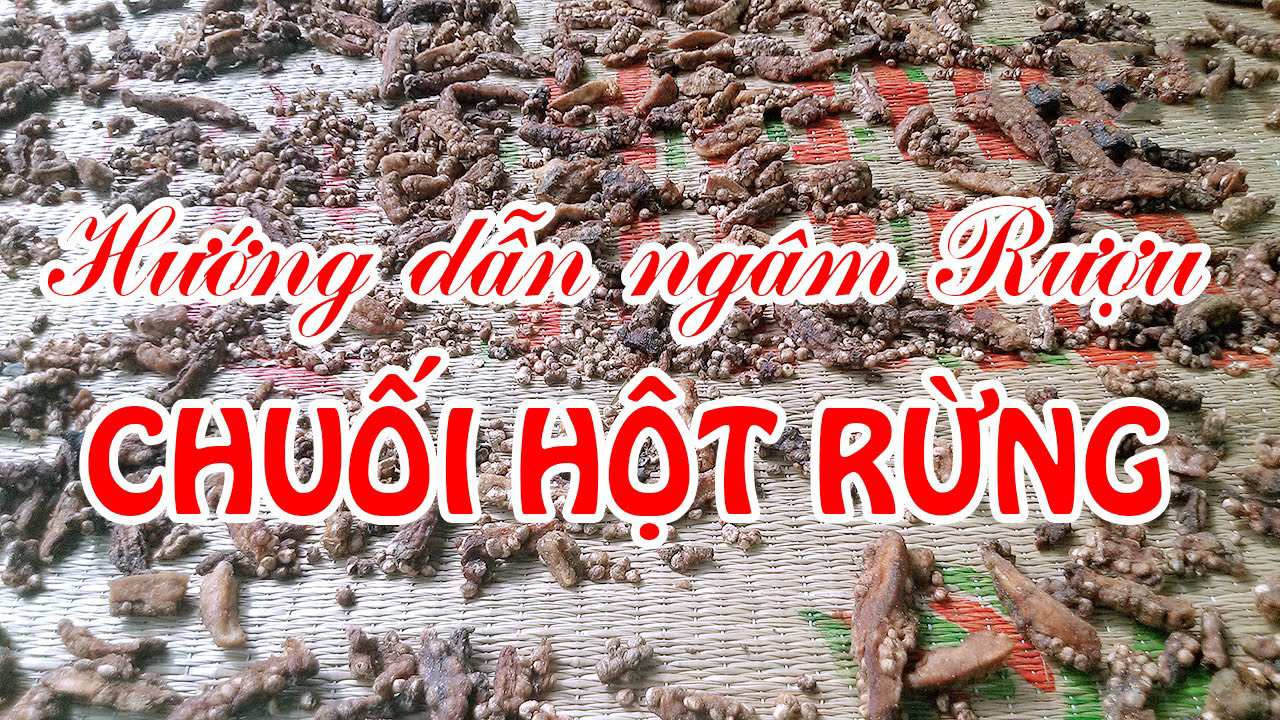 Công Thức Ngâm Rượu Chuối Hột Rừng Tây Bắc 