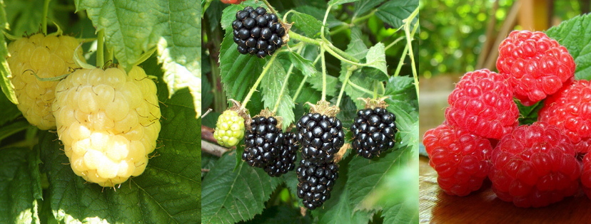 Phúc bồn tử ( quả mâm xôi )