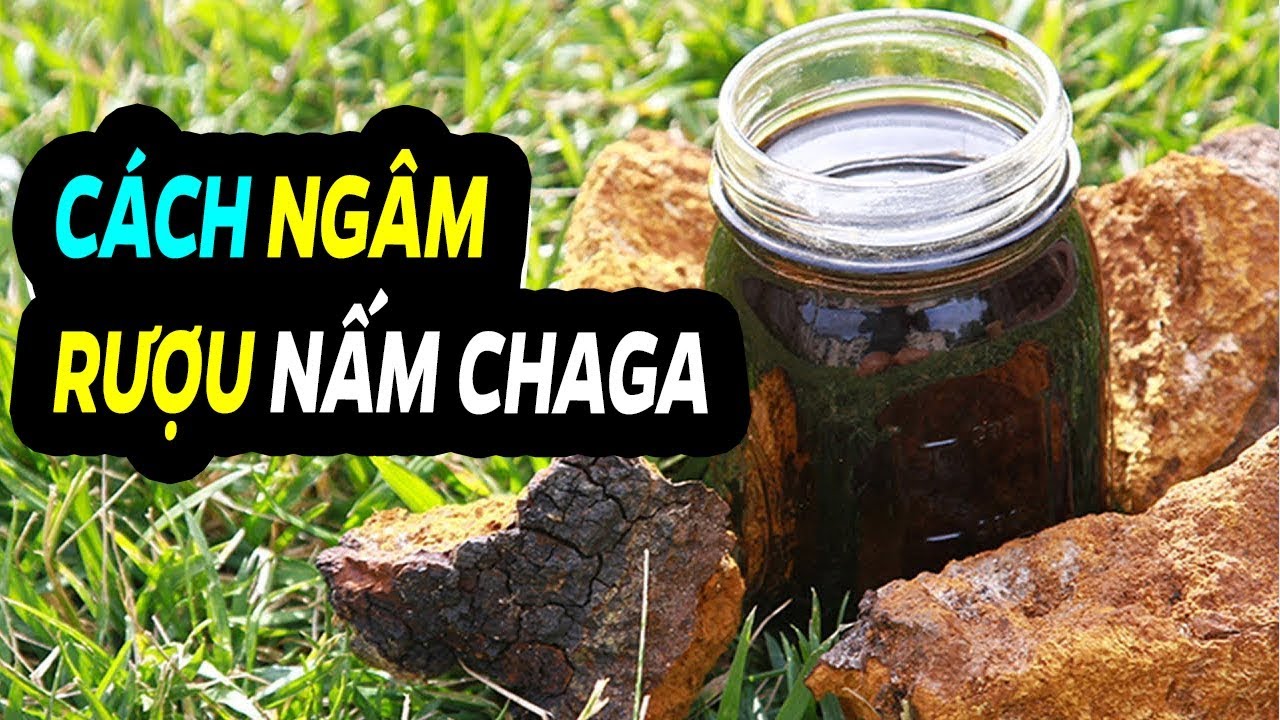 cách ngâm rượu nấm chaga