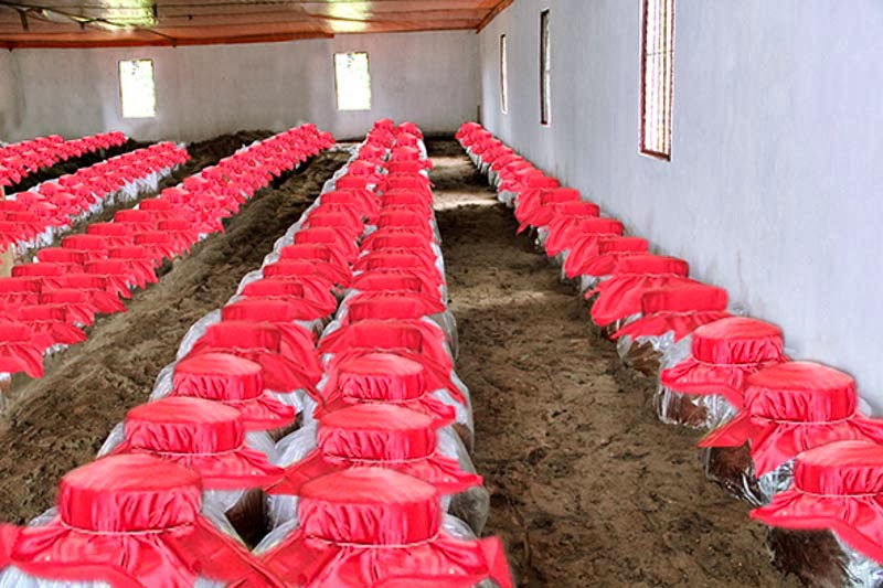 Bí quyết bảo quản rượu trắng nguyên chất đúng cách