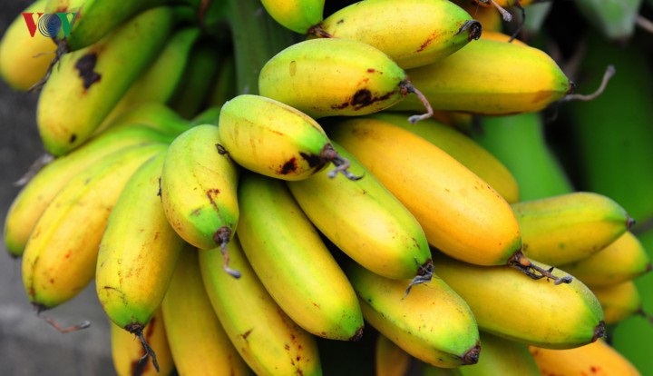 Tại sao ở Đại Hoàng- Hà Nam trồng chuối ngự là ngon nhất?