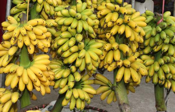 Chuối Ngự Tiến Vua giá sỉ 32k/kg