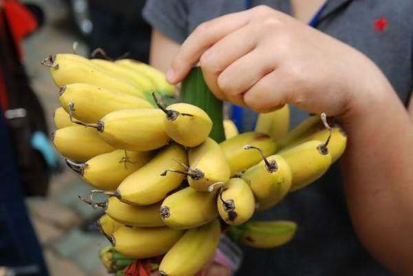 Những quả chuối tiến vua thơm ngọt hấp dẫn người thưởng thức
