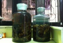 rượu nhục thung dung