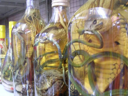 Cách ngâm rượu rắn hổ mang