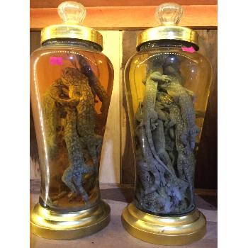 bình ngâm rượu tắc kè