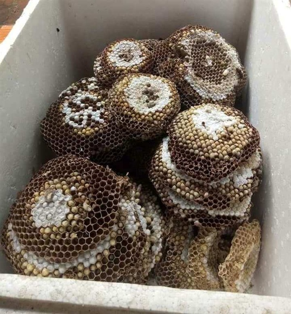 Tác dụng của rượu ong vò vẽ