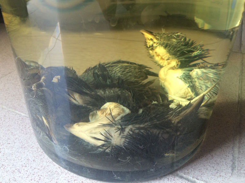 Rượu bìm bịp có tác dụng gì?